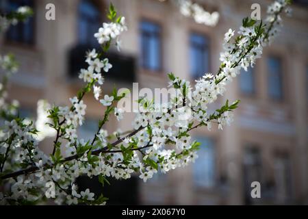 Nicht exklusiv: KIEW, UKRAINE - 08. APRIL 2024 - Ein Kirschbaum in Blüte, Kiew, Hauptstadt der Ukraine. Stockfoto