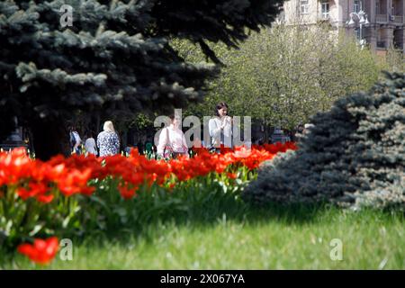 Nicht exklusiv: KIEW, UKRAINE - 08. APRIL 2024 - Eine Frau fotografiert die blühenden Tulpen in Kiew, Hauptstadt der Ukraine. Stockfoto