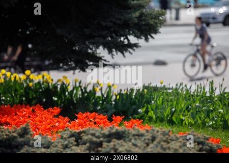 Nicht exklusiv: KIEW, UKRAINE - 08. APRIL 2024 - Tulpen blühen im Blumenbeet, Kiew, Hauptstadt der Ukraine. Stockfoto