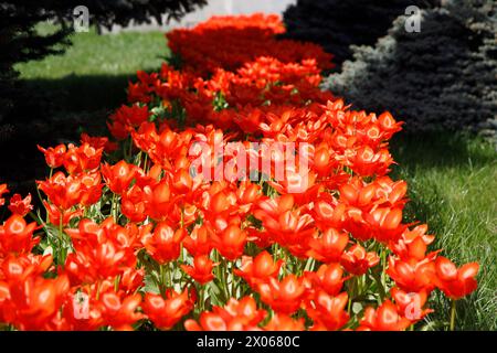 Nicht exklusiv: KIEW, UKRAINE - 08. APRIL 2024 - Tulpen blühen im Blumenbeet, Kiew, Hauptstadt der Ukraine. Stockfoto
