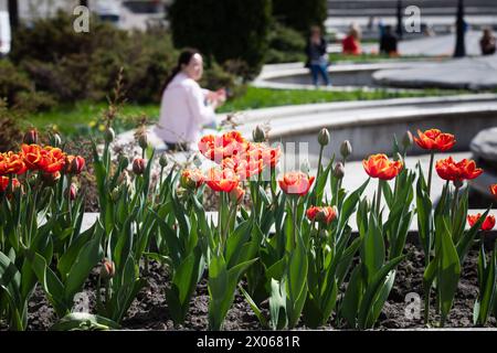 Nicht exklusiv: KIEW, UKRAINE - 08. APRIL 2024 - Tulpen blühen im Blumenbeet, Kiew, Hauptstadt der Ukraine. Stockfoto
