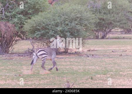 Bild eines laufenden Zebras im Etosha Nationalpark in Namibia während des Tages Stockfoto