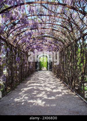 Wien, Österreich, Österreich. April 2024. Wisterienblüten in voller Blüte auf einem Spalierüberhang mit einem darunter liegenden Weg im Schönbrunner Garten in Wien (Bild: © Bianca Otero/ZUMA Press Wire) NUR REDAKTIONELLE VERWENDUNG! Nicht für kommerzielle ZWECKE! Stockfoto