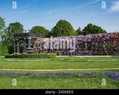 Wien, Österreich, Österreich. April 2024. Wisterienblüten in voller Blüte auf einem Spalierüberhang mit einem darunter liegenden Weg im Schönbrunner Garten in Wien (Bild: © Bianca Otero/ZUMA Press Wire) NUR REDAKTIONELLE VERWENDUNG! Nicht für kommerzielle ZWECKE! Stockfoto