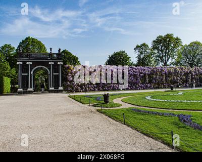 Wien, Österreich, Österreich. April 2024. Wisterienblüten in voller Blüte auf einem Spalierüberhang mit einem darunter liegenden Weg im Schönbrunner Garten in Wien (Bild: © Bianca Otero/ZUMA Press Wire) NUR REDAKTIONELLE VERWENDUNG! Nicht für kommerzielle ZWECKE! Stockfoto