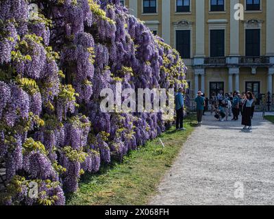 Wien, Österreich, Österreich. April 2024. Wisterienblüten in voller Blüte auf einem Spalierüberhang mit einem darunter liegenden Weg im Schönbrunner Garten in Wien (Bild: © Bianca Otero/ZUMA Press Wire) NUR REDAKTIONELLE VERWENDUNG! Nicht für kommerzielle ZWECKE! Stockfoto