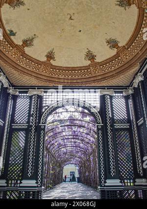 Wien, Österreich, Österreich. April 2024. Wisterienblüten in voller Blüte auf einem Spalierüberhang mit einem darunter liegenden Weg im Schönbrunner Garten in Wien (Bild: © Bianca Otero/ZUMA Press Wire) NUR REDAKTIONELLE VERWENDUNG! Nicht für kommerzielle ZWECKE! Stockfoto