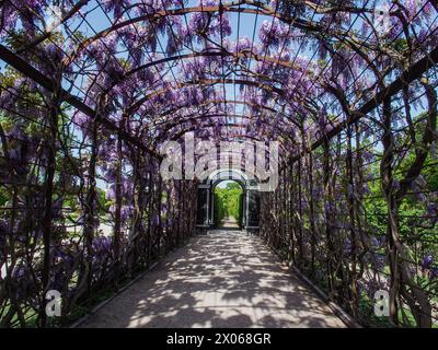 Wien, Österreich, Österreich. April 2024. Wisterienblüten in voller Blüte auf einem Spalierüberhang mit einem darunter liegenden Weg im Schönbrunner Garten in Wien (Bild: © Bianca Otero/ZUMA Press Wire) NUR REDAKTIONELLE VERWENDUNG! Nicht für kommerzielle ZWECKE! Stockfoto