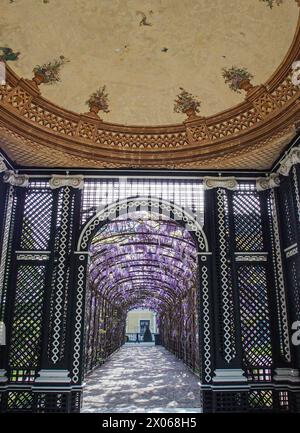 Wien, Österreich, Österreich. April 2024. Wisterienblüten in voller Blüte auf einem Spalierüberhang mit einem darunter liegenden Weg im Schönbrunner Garten in Wien (Bild: © Bianca Otero/ZUMA Press Wire) NUR REDAKTIONELLE VERWENDUNG! Nicht für kommerzielle ZWECKE! Stockfoto