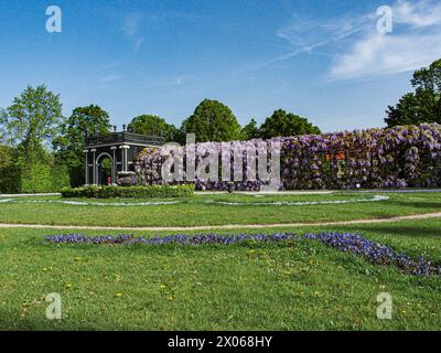 Wien, Österreich, Österreich. April 2024. Wisterienblüten in voller Blüte auf einem Spalierüberhang mit einem darunter liegenden Weg im Schönbrunner Garten in Wien (Bild: © Bianca Otero/ZUMA Press Wire) NUR REDAKTIONELLE VERWENDUNG! Nicht für kommerzielle ZWECKE! Stockfoto