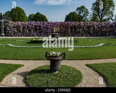 Wien, Österreich, Österreich. April 2024. Wisterienblüten in voller Blüte auf einem Spalierüberhang mit einem darunter liegenden Weg im Schönbrunner Garten in Wien (Bild: © Bianca Otero/ZUMA Press Wire) NUR REDAKTIONELLE VERWENDUNG! Nicht für kommerzielle ZWECKE! Stockfoto