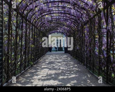 Wien, Österreich, Österreich. April 2024. Wisterienblüten in voller Blüte auf einem Spalierüberhang mit einem darunter liegenden Weg im Schönbrunner Garten in Wien (Bild: © Bianca Otero/ZUMA Press Wire) NUR REDAKTIONELLE VERWENDUNG! Nicht für kommerzielle ZWECKE! Stockfoto