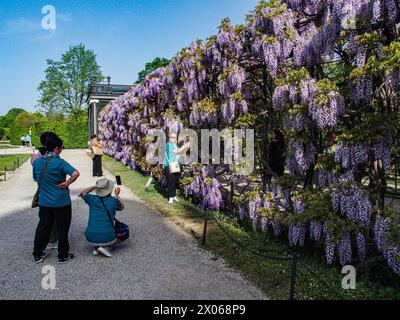 Wien, Österreich, Österreich. April 2024. Touristen machen ein Selfie-Gruppenfoto neben Glyzinien in voller Blüte auf einem Spalierüberhang mit einem Pfad darunter am Schönbrunner Garten in Wien (Credit Image: © Bianca Otero/ZUMA Press Wire) NUR REDAKTIONELLE VERWENDUNG! Nicht für kommerzielle ZWECKE! Stockfoto