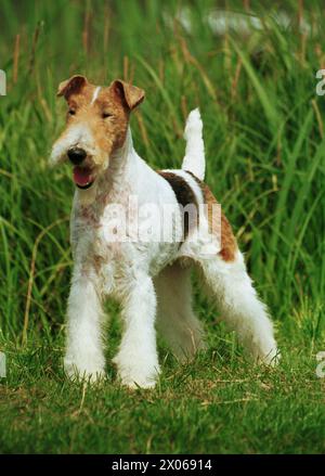 Drahthaariger Fox Terrier weiß mit Schwarz und Tan nach vorne Stockfoto