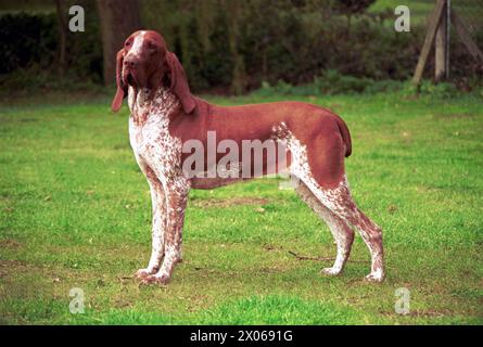 Bracco Italiano Hound Chestnut Roan Dog stand seitlich im Feld Stockfoto