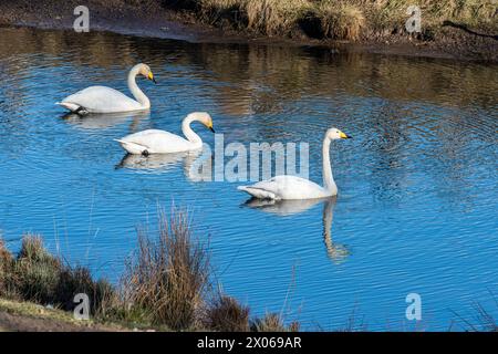 Singschwäne sind im Frühling am Hornborga-See in Schweden. Der See zieht täglich Tausende von Zugvögeln an, während er Ende März bis Anfang AP seinen Höhepunkt erreicht Stockfoto