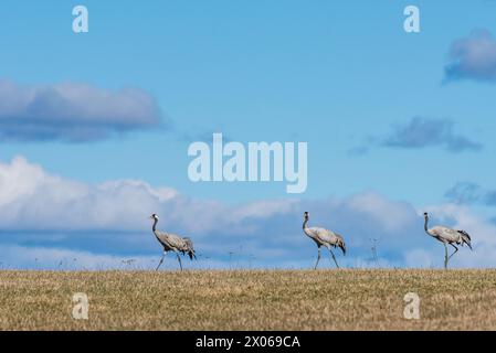 Wanderung von Common Cranes am Hornborga-See im Frühling in Schweden. Der See zieht täglich rund 20,000 Kräne an, während er Ende März bis Anfang AP seinen Höhepunkt erreicht hat Stockfoto