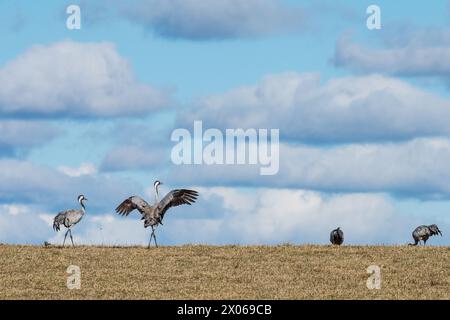 Wanderung von Common Cranes am Hornborga-See im Frühling in Schweden. Der See zieht täglich rund 20,000 Kräne an, während er Ende März bis Anfang AP seinen Höhepunkt erreicht hat Stockfoto