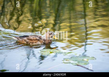 Stockenten im Hafenpark Åbackarna entlang des Motala-Flusses im Sommer in Norrköping, Schweden Stockfoto