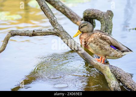 Stockenten im Hafenpark Åbackarna entlang des Motala-Flusses im Sommer in Norrköping, Schweden Stockfoto