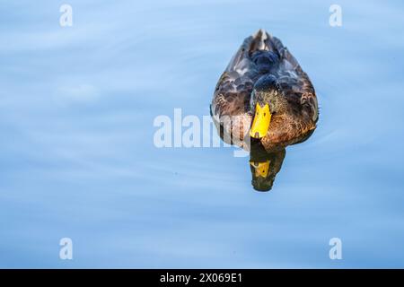 Stockenten im Hafenpark Åbackarna entlang des Motala-Flusses im Sommer in Norrköping, Schweden Stockfoto