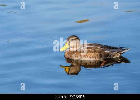 Stockenten im Hafenpark Åbackarna entlang des Motala-Flusses im Sommer in Norrköping, Schweden Stockfoto