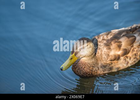 Stockenten im Hafenpark Åbackarna entlang des Motala-Flusses im Sommer in Norrköping, Schweden Stockfoto