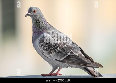 Junge Steintaube oder gewöhnliche Taube auf einem Balkon in Norrkoping, Schweden Stockfoto