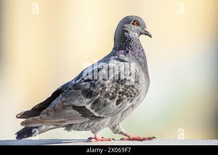 Junge Steintaube oder gewöhnliche Taube auf einem Balkon in Norrkoping, Schweden Stockfoto