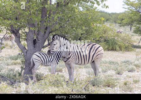Bild einer Zebramutter und eines Fohlen zwischen Büschen und Bäumen im Etosha Nationalpark während des Tages Stockfoto