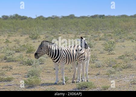 Bild einer Zebramutter und eines Fohlen zwischen Büschen und Bäumen im Etosha Nationalpark während des Tages Stockfoto