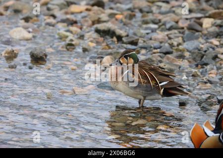 Baikal Teal (Sibirionetta formosa), auch Bimakulat-Ente oder Squawk-Ente genannt, ist eine Dabbling-Ente. Dieses Foto wurde in Japan aufgenommen. Stockfoto