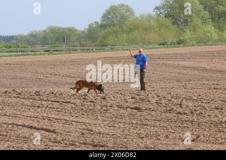 Torsten Wenzel 57, Mitglied im Hundesportverein Güstrow e.V., sucht am Dienstag 09.04.2024 in Linstow Landkreis Rostock mit seinem Belgischen Schäferhund Loki 11 eine Fährte. Im Ort beginnt am Nachmittag die Weltmeisterschaft der Fährtenhunde. An der Veranstaltung, die bis zum Sonntag 14.04.2024 dauert, beteiligt sich 48 Hunde aus 22 Nationen. Sie haben bei dieser Aufgabe, eine von einem sogenannten Fährtenleger erzeugte Spur genau nachschnüffeln und verfolgen. Dabei dürfen sie sich auch von nichts ablenken lassen, wenn sie die Meisterschaft gewinnen wollen. Die Fährte ist dabei jeweil Stockfoto