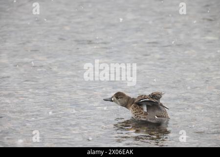 Baikal Teal (Sibirionetta formosa), auch Bimakulat-Ente oder Squawk-Ente genannt, ist eine Dabbling-Ente. Dieses Foto wurde in Japan aufgenommen. Stockfoto