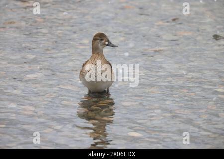 Baikal Teal (Sibirionetta formosa), auch Bimakulat-Ente oder Squawk-Ente genannt, ist eine Dabbling-Ente. Dieses Foto wurde in Japan aufgenommen. Stockfoto