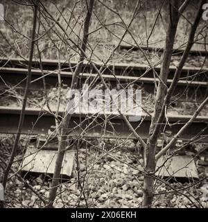 Horizontale Eisenbahnlinie und vertikale Bäume im Winter Stockfoto