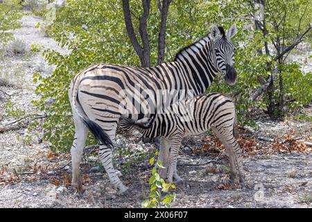 Bild einer Zebramutter und eines Fohlen zwischen Büschen und Bäumen im Etosha Nationalpark während des Tages Stockfoto