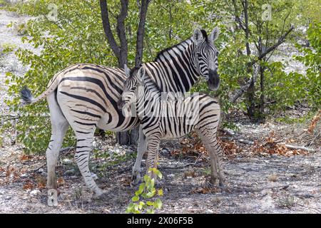 Bild einer Zebramutter und eines Fohlen zwischen Büschen und Bäumen im Etosha Nationalpark während des Tages Stockfoto