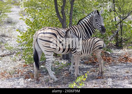 Bild einer Zebramutter und eines Fohlen zwischen Büschen und Bäumen im Etosha Nationalpark während des Tages Stockfoto