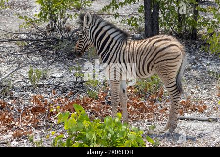 Bild eines Zebrafohls zwischen Büschen und Bäumen im Etosha Nationalpark während des Tages Stockfoto