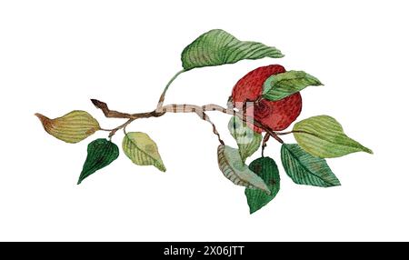 Apfel mit Aquarellfarbe auf weißem Hintergrund. Aquarellzweig mit roten Äpfeln und grünen Blättern. apfelbaumzweige mit Früchten und Blättern. Für Poster, W Stockfoto