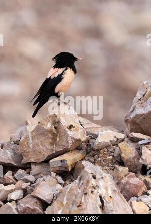 Rosafarbener Star (Pastor roseus, Sturnus roseus), auf einem Felsen in einem Steinbruch, Rumänien Stockfoto