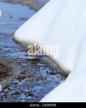 Wasserpipit (Anthus spinoletta), eine Wasserpipit im Schnee, Niederlande, Noord-Brabant Stockfoto