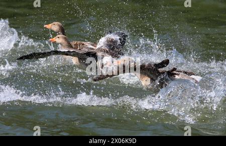 Graugans (Anser anser), während des Mauls können Graugänse nicht fliegen. Sie benutzen ihre Flügel im Notfall als eine Art Ruderruder, Roman Stockfoto