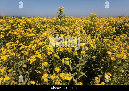 Sumpfragkraut, Nördliche Sumpfgrundel, Marsh fleabane, Marsh Flohkraut, Clustersumpfragkraut, Mastodonblüte (Tephroseris palustris, Senecio con Stockfoto