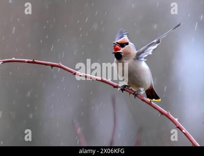 Böhmische Wachsflügel (Bombycilla garrulus), mit einer Rosenhüte im Schnabel im Regen auf einem Zweig, Niederlande Stockfoto