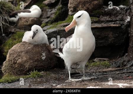 Schwarzbrauenalbatros, Schwarzbrauenmollymawk (Thalassarche melanophris, Diomedea melanophris), neben dem Nest mit einem jungen Vogel stehend, vorne VI Stockfoto