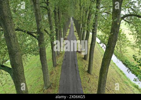 aspen, Pappel (Populus spec.), Pappel Avenue auf einem Damm, Drohnenbild, Niederlande, Dordrecht Stockfoto