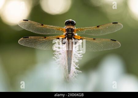 Vierfleckiger libellula, vierfleckiger Jäger, Vierflecker (Libellula quadrimaculata), Draufsicht, Deutschland, Bayern Stockfoto