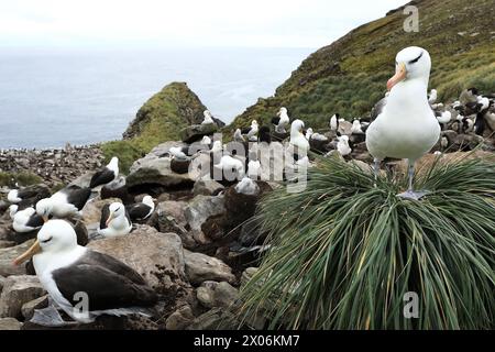 Schwarzbrauenalbatros (Thalassarche melanophris, Diomedea melanophris), in einer Zuchtkolonie in Argentinien, Falklandinseln, West Point Island Stockfoto